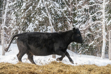 Black angus cow running in snow
