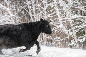Black angus cow running in snow