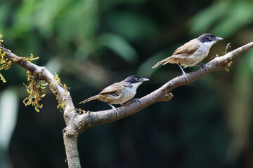 female house sparrow Dark-fronted babbler pair perching on a tree branch