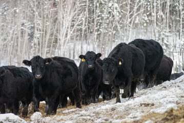 Group of many black angus cow outside in winter pasture