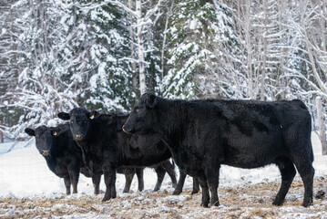 Group of many black angus cow outside in winter pasture