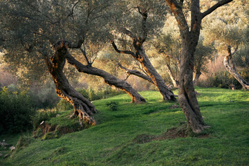 Obraz premium Old olive trees. Beautiful grove at sunset. nature, wallpaper, decoration