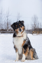 Australian shepherd dog outside in winter