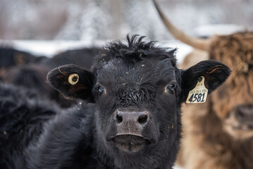 Fototapeta premium Cute black angus highland cross calf cow outside in winter pasture