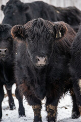 Cute black angus highland cross calf cow outside in winter pasture