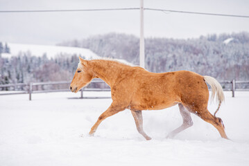 Beautiful palomino quarter horse standing in winter field. 