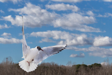 White and gray feathered gulls in flight with open wings over blue sky. acuatic birds. small birds. Close-up of a seagull.