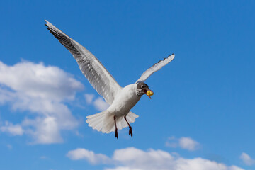 White and gray feathered gull in flight with open wings over blue sky hunting for food. acuatic birds. small birds. Close-up of a seagull.