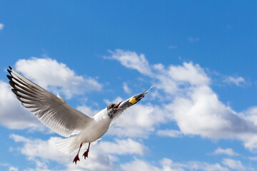 White and gray feathered gull in flight with open wings over blue sky hunting for food. acuatic birds. small birds. Close-up of a seagull.