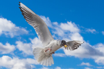 White and gray feathered gull in flight with open wings over blue sky hunting for food. acuatic birds. small birds. Close-up of a seagull.