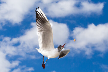 White and gray feathered gull in flight with open wings over blue sky hunting for food. acuatic birds. small birds. Close-up of a seagull.