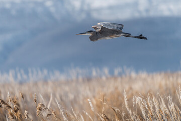 Obraz premium great blue heron bird in flight above willows