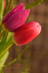Beautiful colorful flowers. Symbol of love. Valentine's Day concept - Valentine's Day gift.