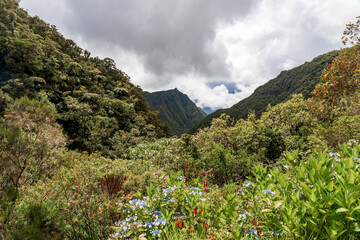 La Plaine-des-Palmistes, Reunion Island - On the way to Bebour pass