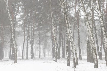 beautiful winter forest or park in the fog, beautiful fog, trees in the fog