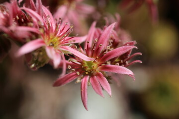 Sempervivum x funckii rojnik Funcka © Perovskia
