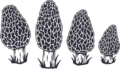 Mushroom picking of morel. Vegetarian fungus morels for food. Nature fungi for healthy nutrition. Edible mushrooms