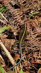 lizard on the ground