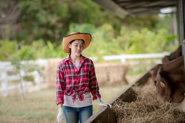 A young female worker while feeding several large bulls. at the standard frozen semen production center of the Department of Livestock Development Name: Kampu Farm, Pho Chai District, Roi Et Province