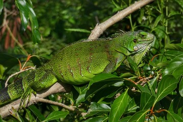 Iguane Vert des Saintes Iguana Iguana