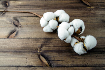 A branch of cotton on the table.