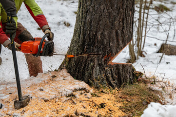 A professional lumberjack cutting down a dangerous tree near a public road.