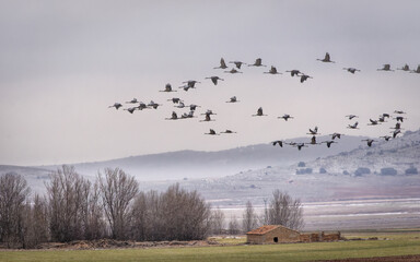 Flock of cranes flying with mist