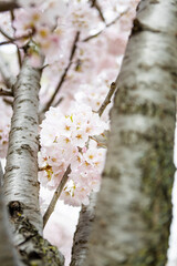 cherry blossom in spring