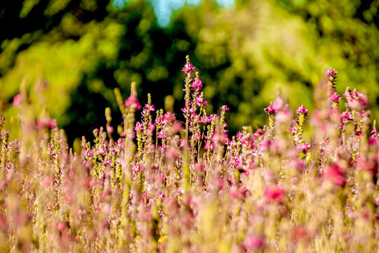 Fields of Pink Wildflowers in Lake Tahoe, CA