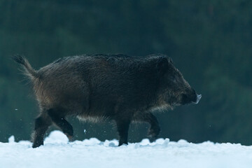 Wild boar walking in the misty forest scenery