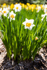Fototapeta premium white narcissus in a garden