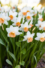 white narcissus in a garden