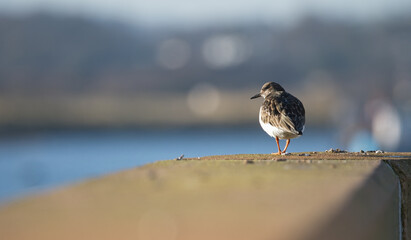 Ruddy Turnstone captured against a soft seaside background.