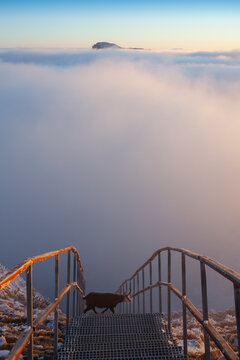 chamois wild goat passing the stairs on Ceahlau mountain, Romania. Toaca summit