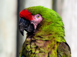 Closeup of a green macaw in profile