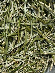 green pine needles spread on the ground
