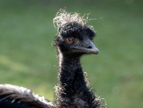 Closeup portrait of an Australian emu