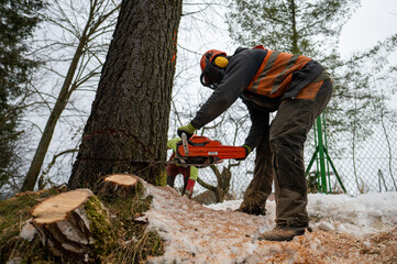 A professional lumberjack cutting down a dangerous tree near a public road.