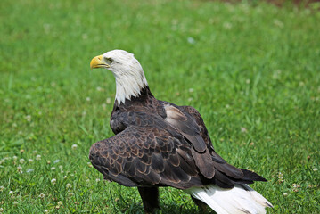 Bald eagle on grass