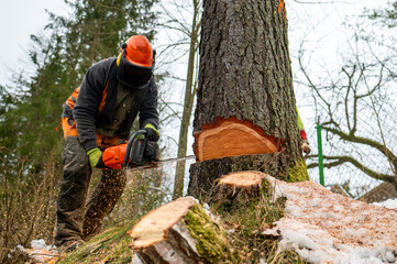 A professional lumberjack cutting down a dangerous tree near a public road. - Powered by Adobe