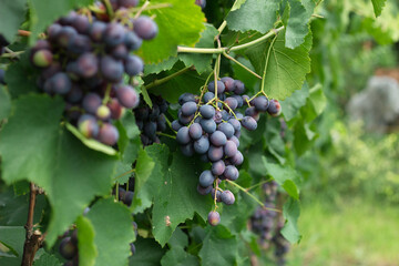 Ripe juicy blue wine grapes in organic garden on a blurred background of greenery. Eco-friendly natural products, rich fruit harvest
