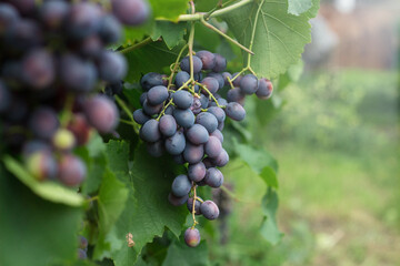 Ripe blue wine grapes in organic garden on a blurred background of greenery. Eco-friendly natural products, rich fruit harvest. Close up macro.  Copy space for your text. Selective focus.