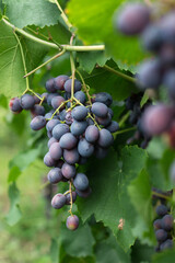 Ripe juicy blue wine grapes in organic garden on a blurred background of greenery. Eco-friendly natural products, rich fruit harvest. Close up macro.   Selective focus.