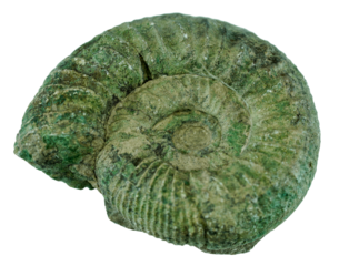 fossil isolated on white background