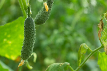 Green fresh cucumber in organic garden on a blurred background of greenery. Eco natural products, Eco natural, rich fruit harvest. Close up macro.  Copy space for your text. Selective focus.