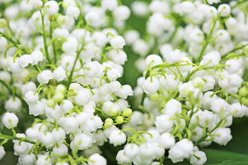 Convallaria flowers