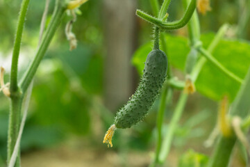 Green fresh cucumber in organic garden on a blurred background of greenery. Close up macro.  Copy space for your text. Soft focus.