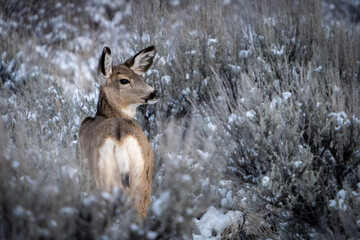 Mule deer in winter sagebrush
