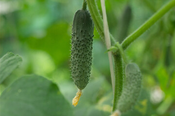 Green cucumber in organic garden on a blurred background of greenery. Eco-friendly products, rich fruit harvest. Close up macro.  Copy space for your text. Selective focus.