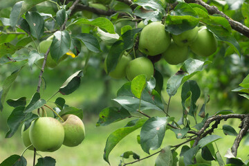 Golden Delicious Apple. Fresh green juicy apple in organic garden. Copy space for your text